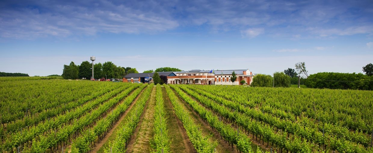 Cezar Winery
