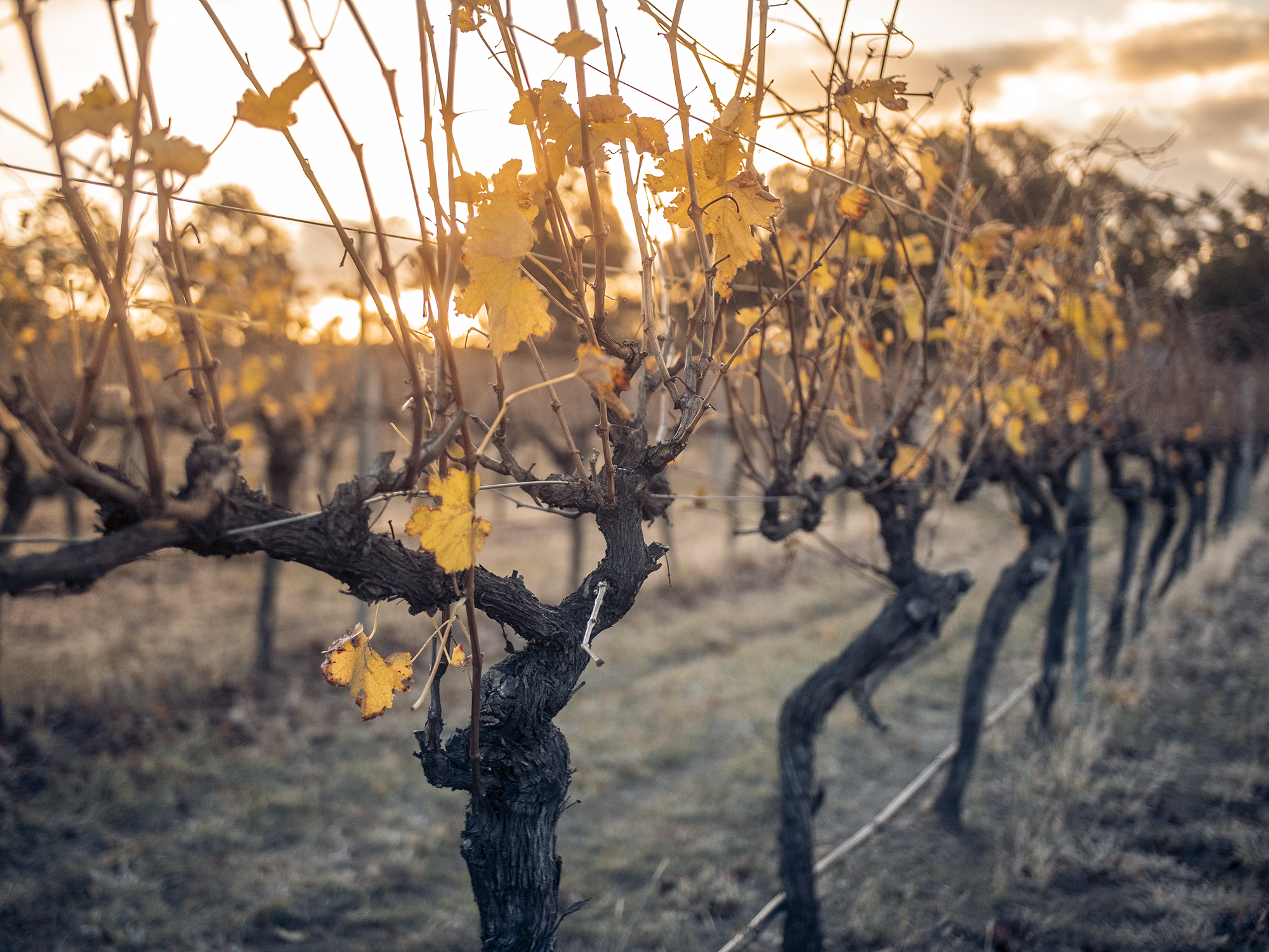 Oakvale Wines Ltd