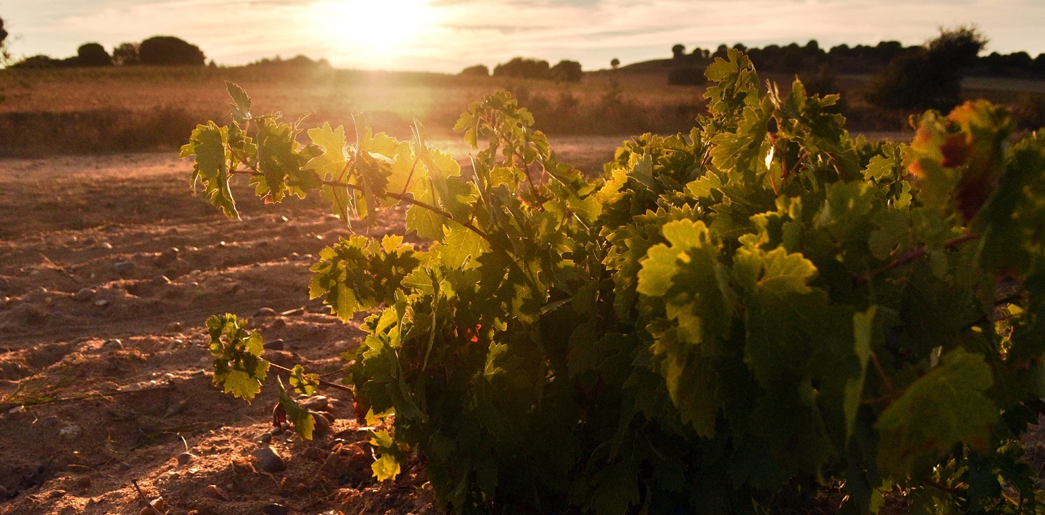 Bodegas Ramon Ramos