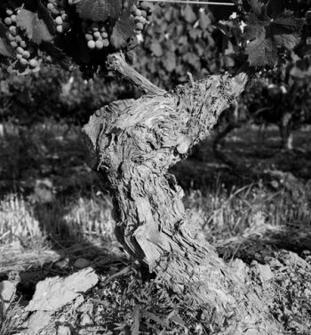 Bodega Noemia de Patagonia S.A