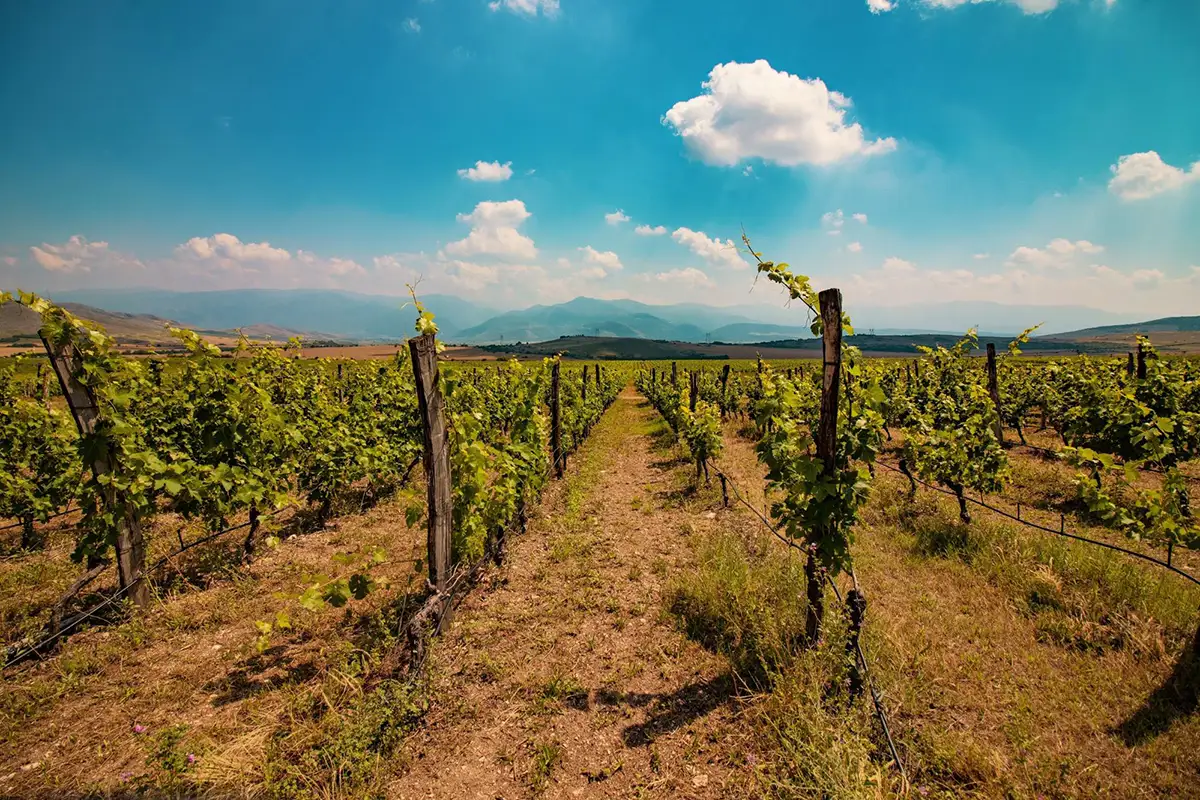 Bessa Valley Winery Ltd.