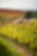 Segur Estates
