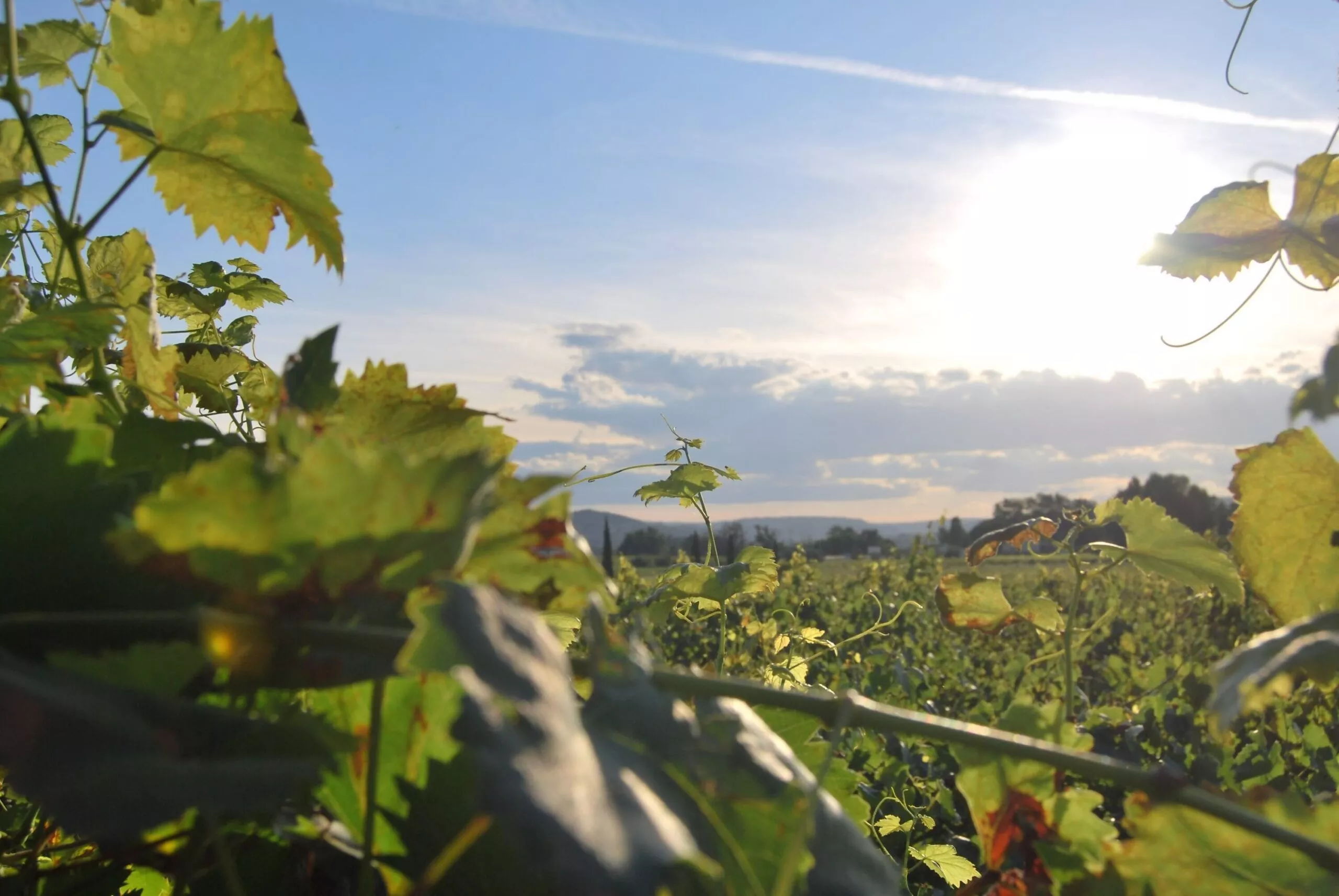 Vignobles & Compagnie