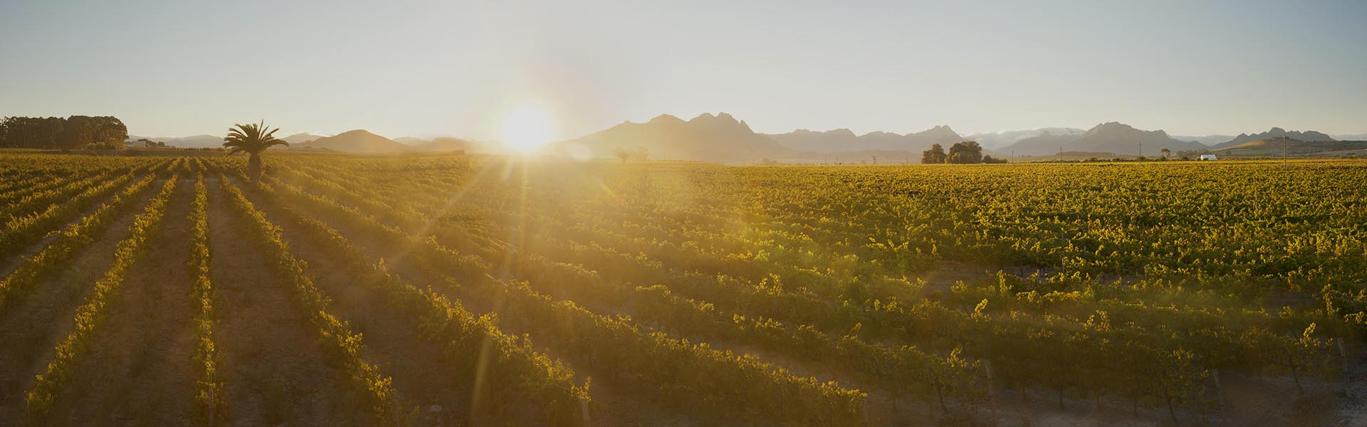 Villiera Wines
