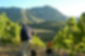 Lismore Estate Vineyards
