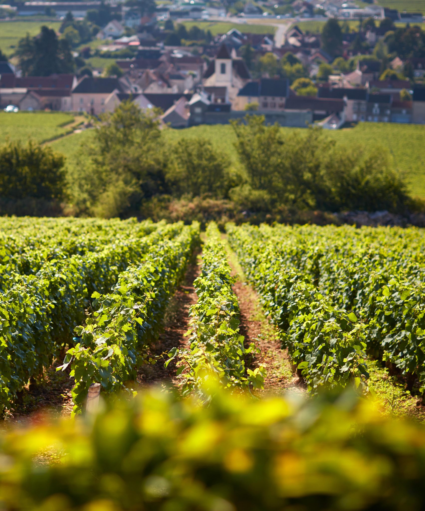 Domaine Perrot-Minot