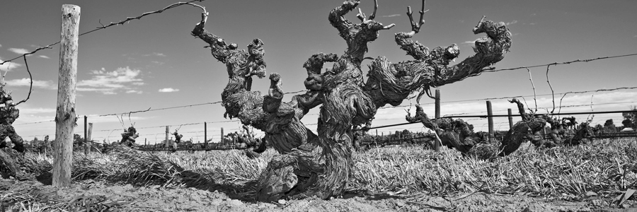 Glaetzer Wines
