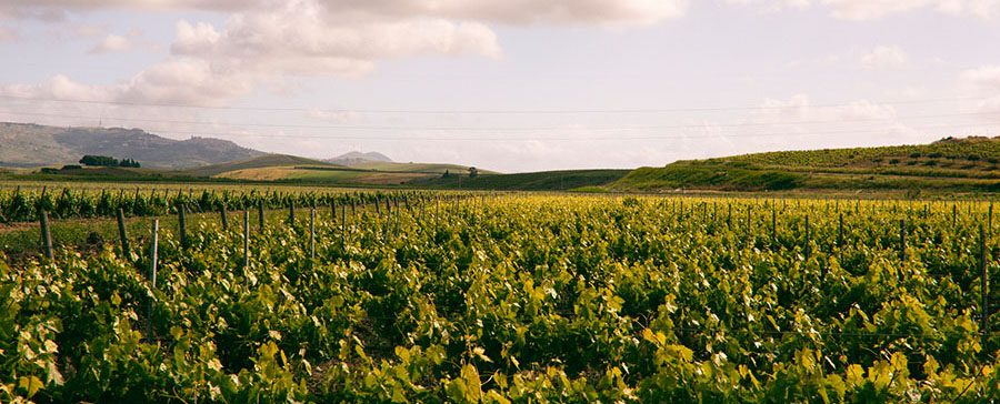 Globus Wine