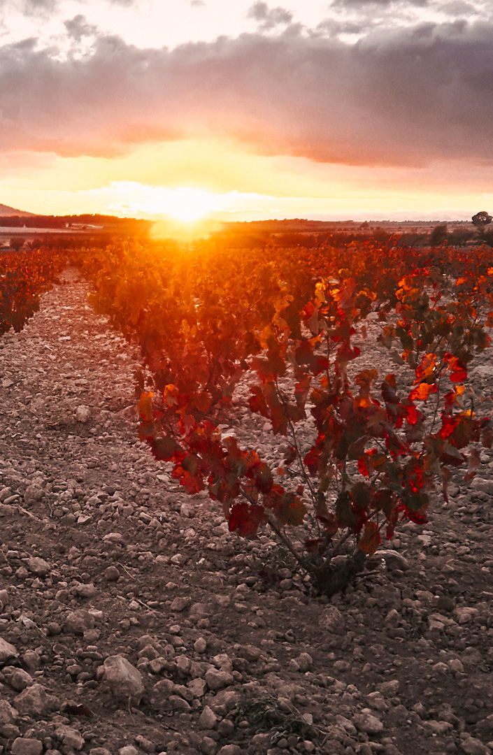 Parajes del Valle Bodegas y Viñedos S.L