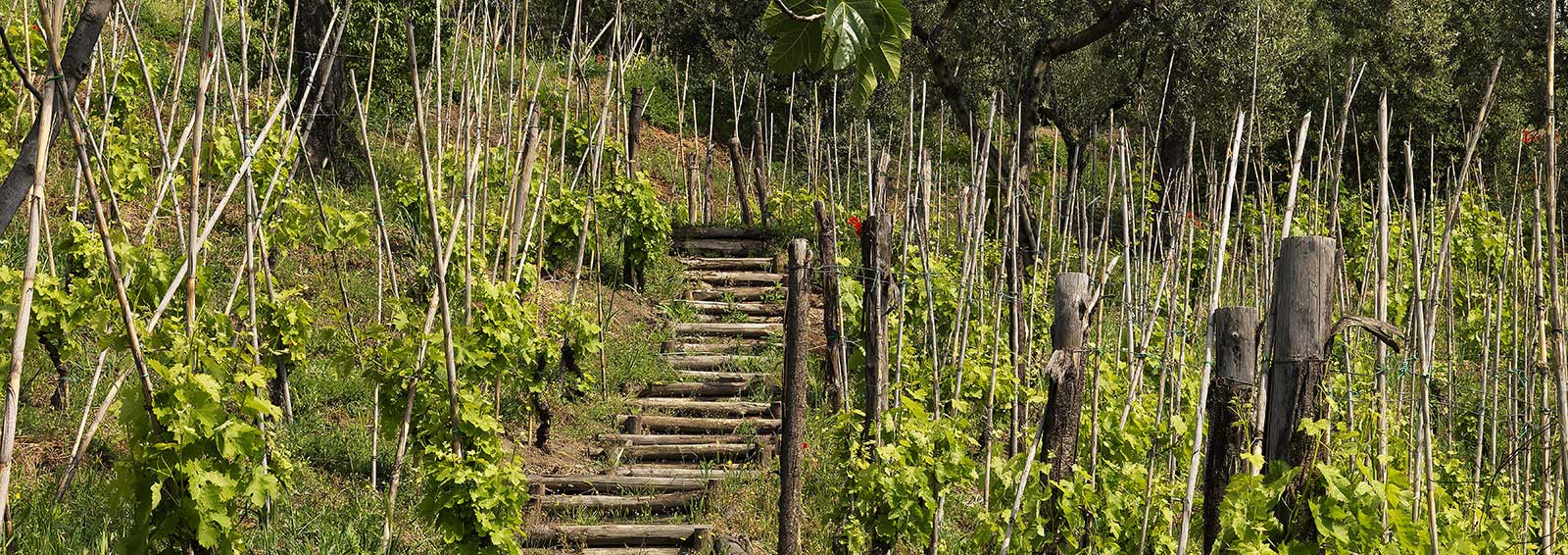Basilisco Societa Agricola Srl