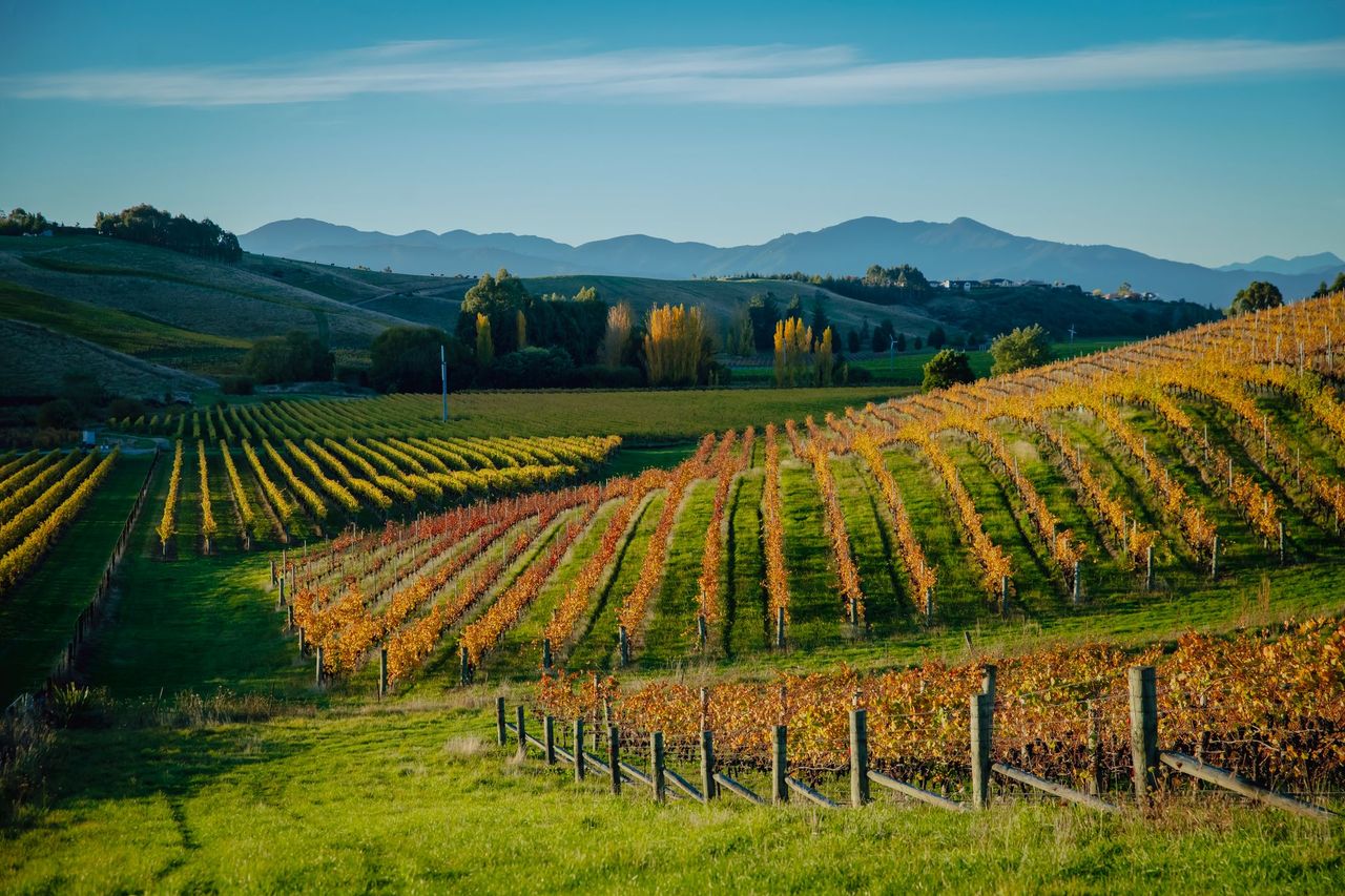 Gardo Morris Wines