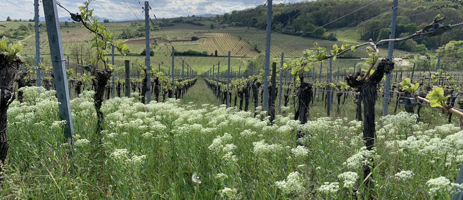Domaine Marcel Deiss