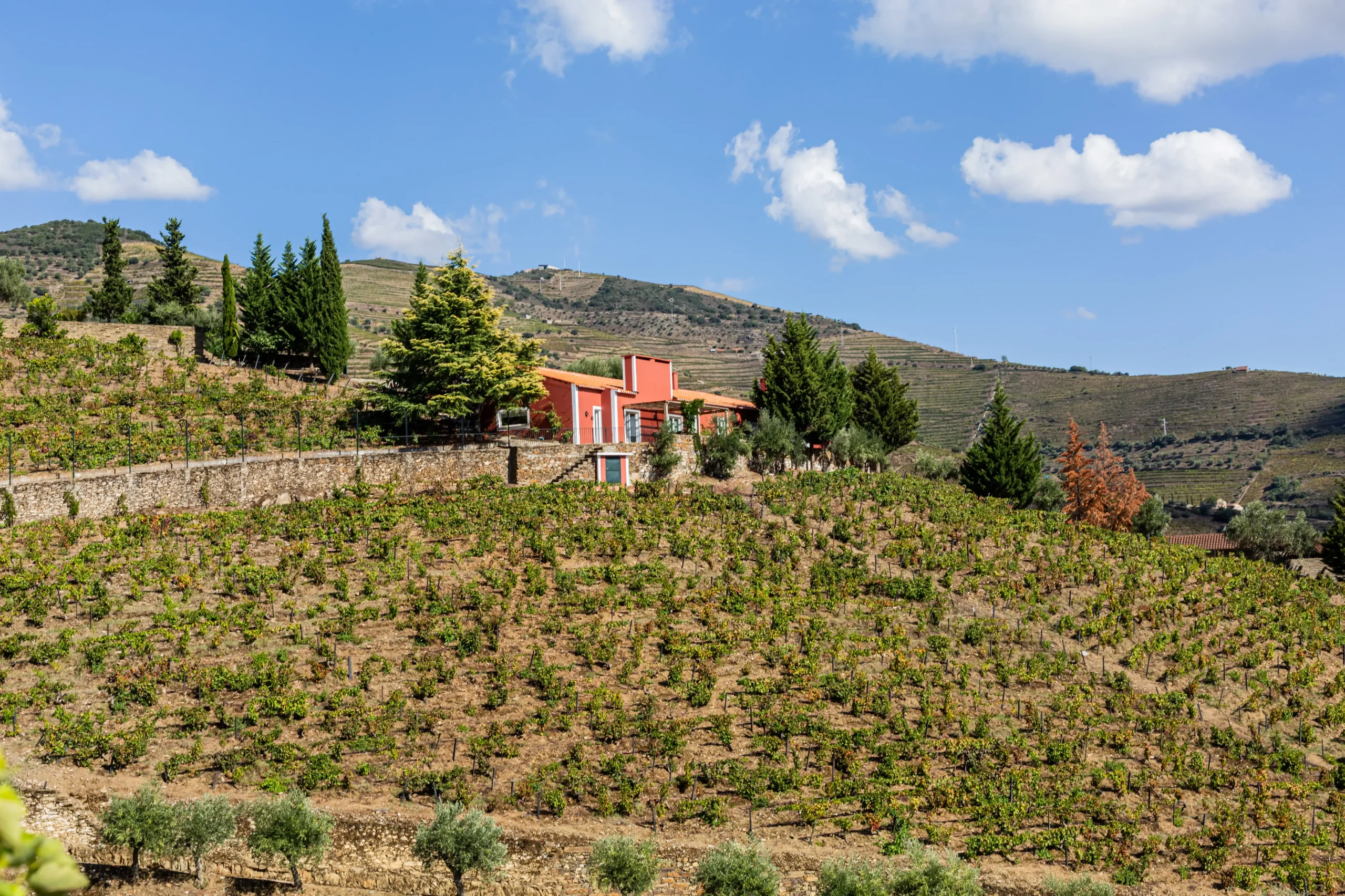 Quinta Vale D. Maria, Vinhos S.A.