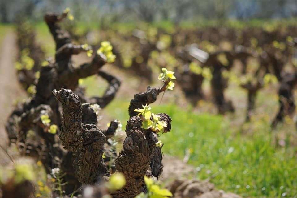 Domaine des Carlines