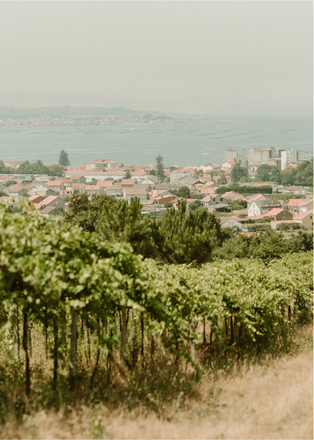 Bodegas Pazo Cilleiro