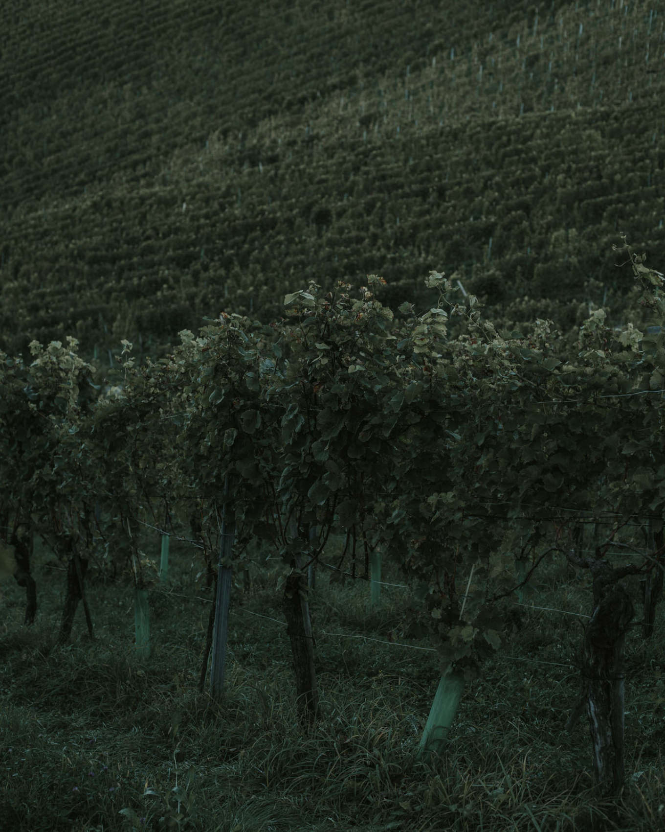 Weingut Tement
