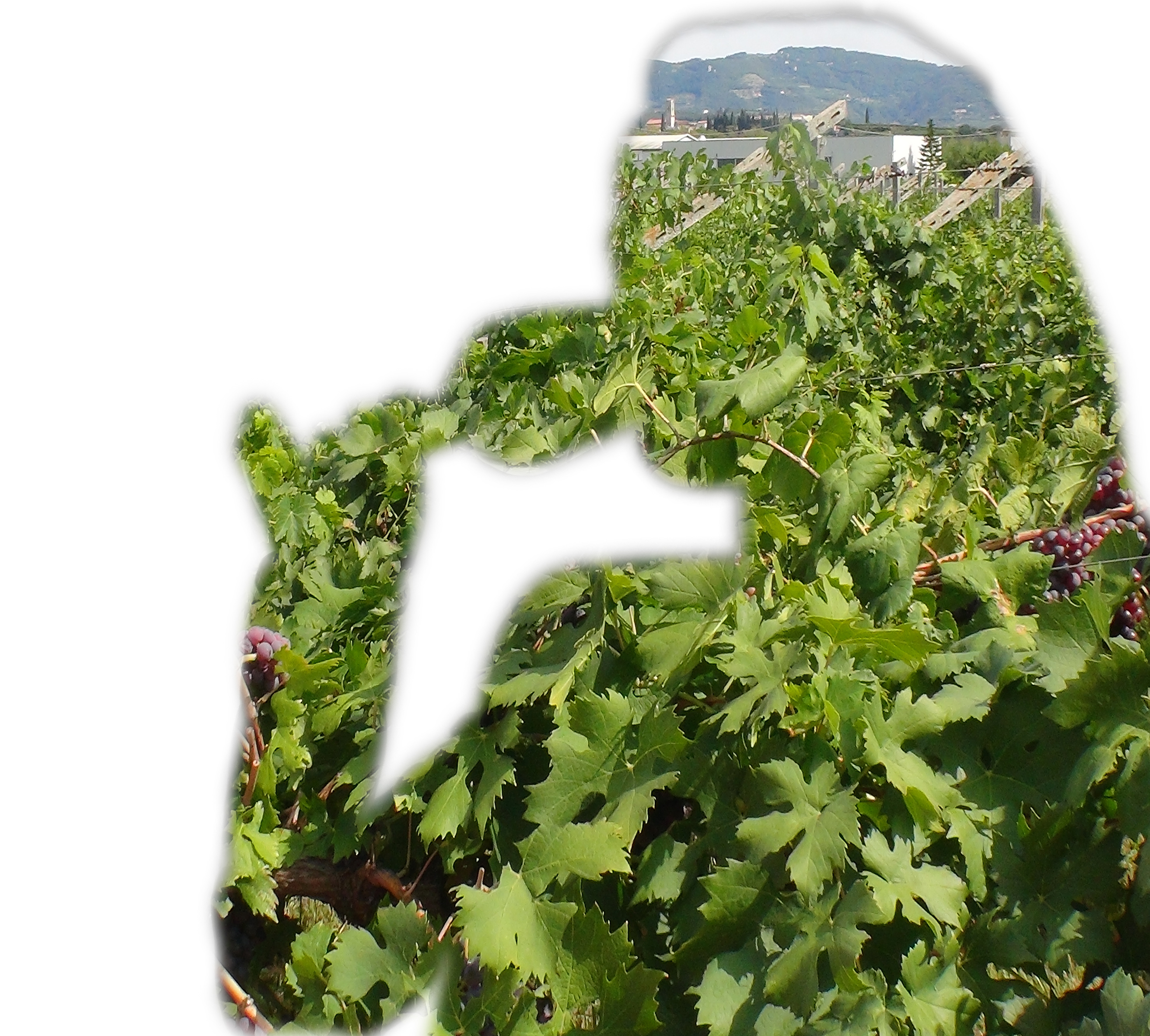 Azienda Agricola Bettili Cristiana