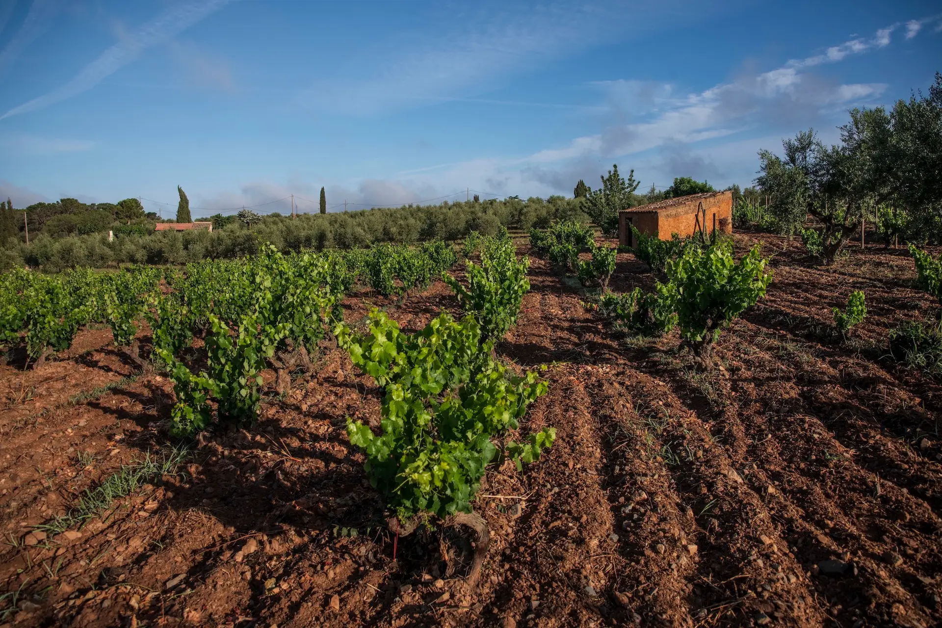 Celler Comunica