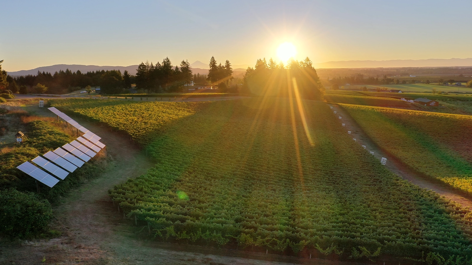 Sokol Blosser Winery