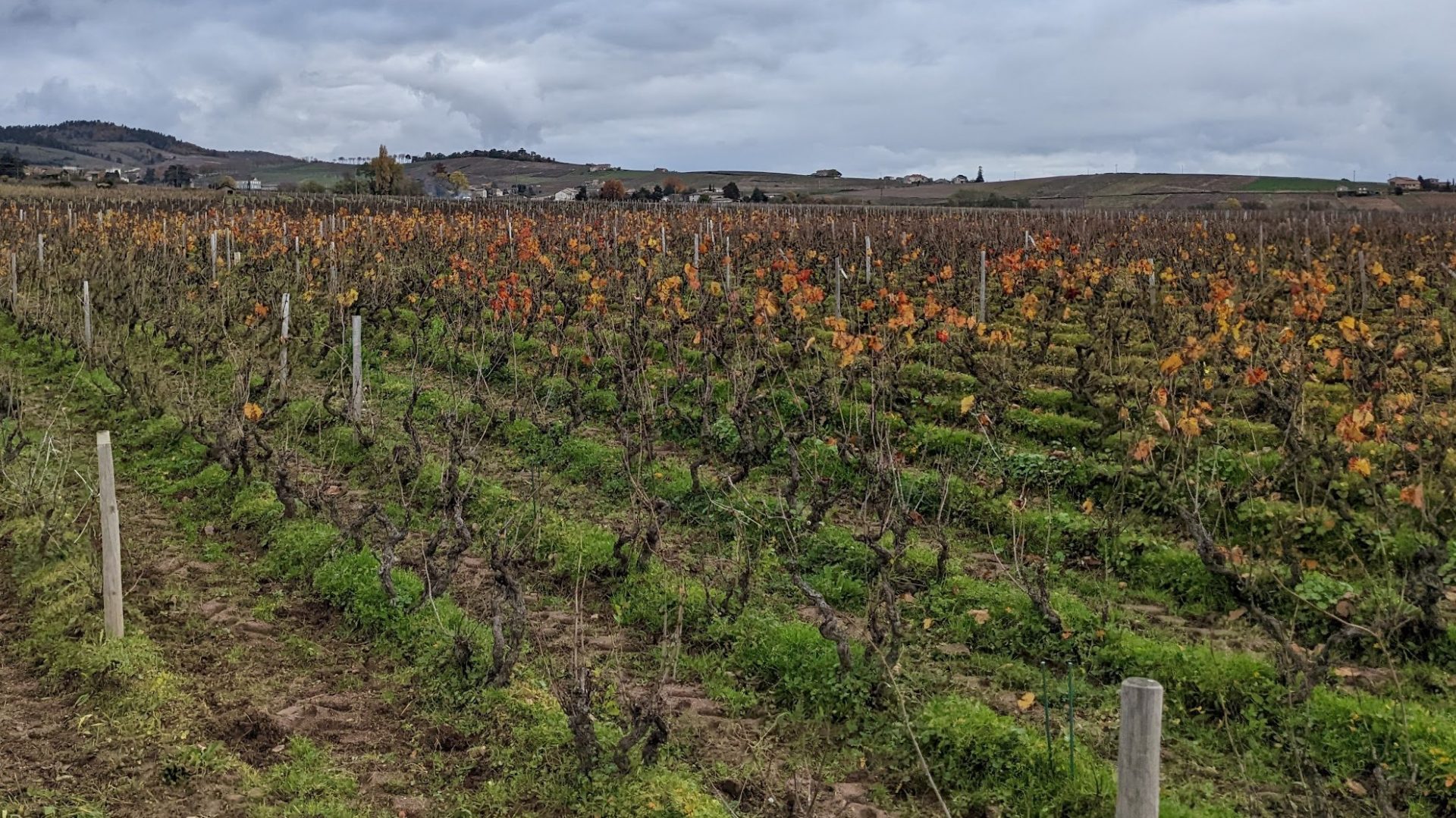 Bodegas Aragonesas