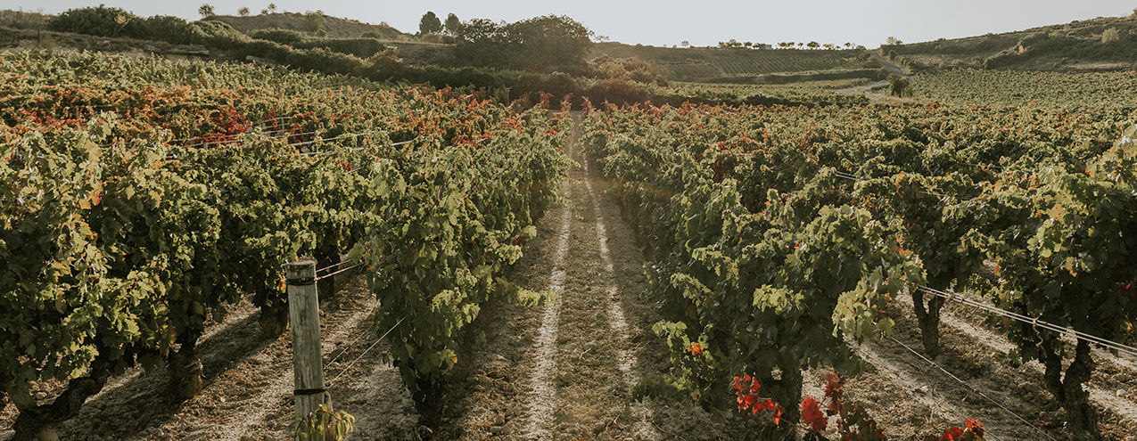 Bodegas y Viñedos Artadi