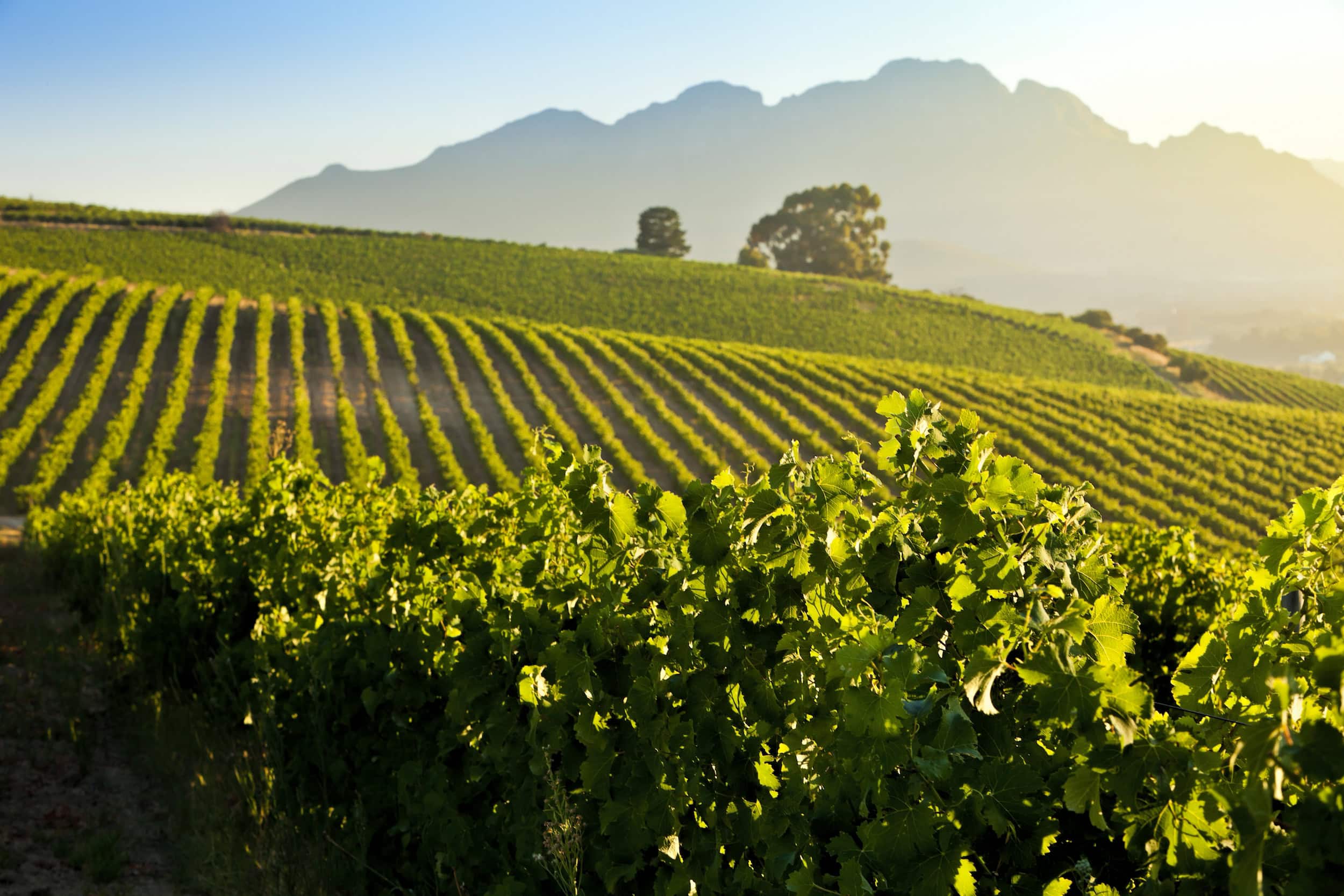 Stellenbosch Vineyards