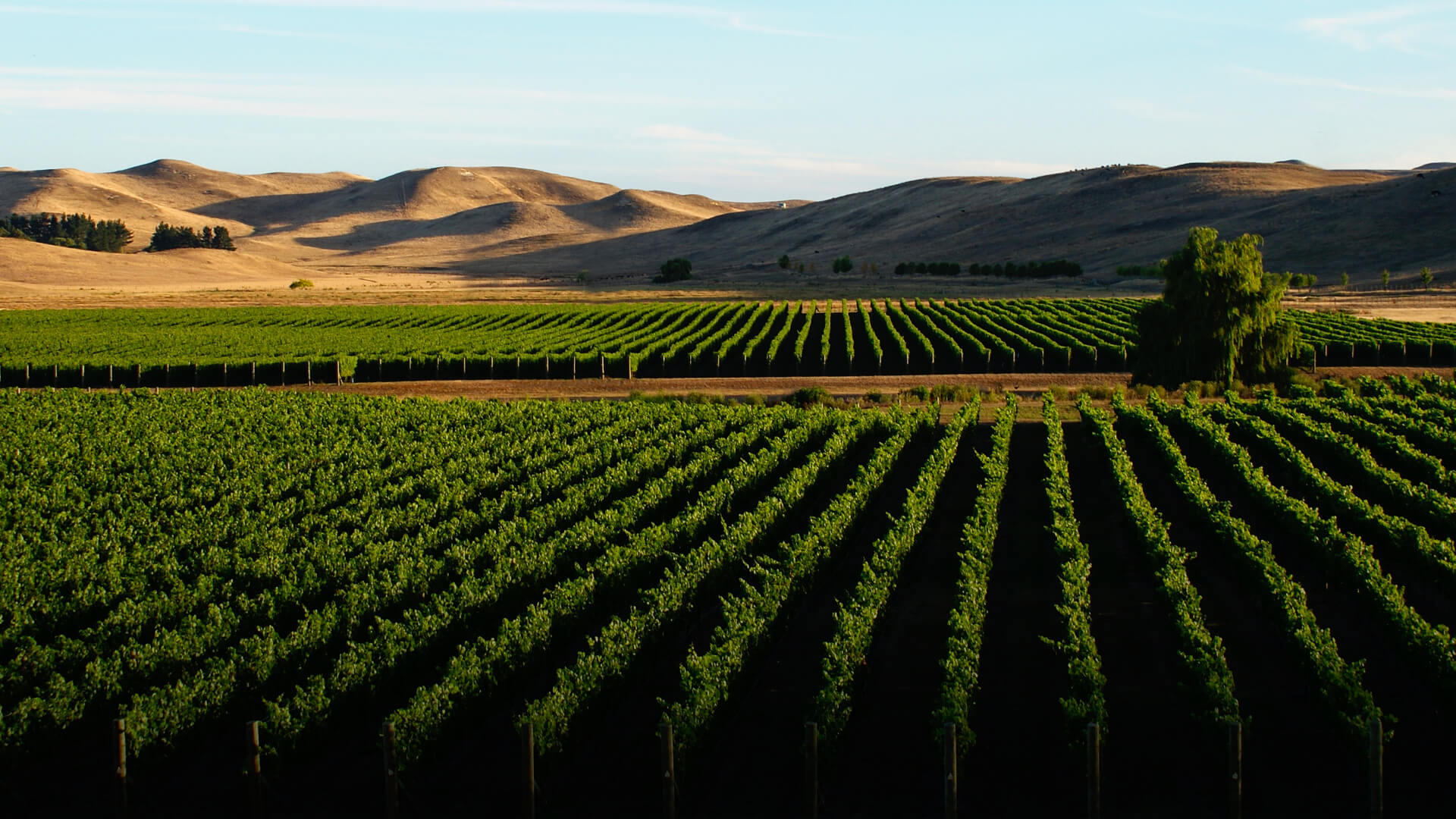 Paritua Vineyards