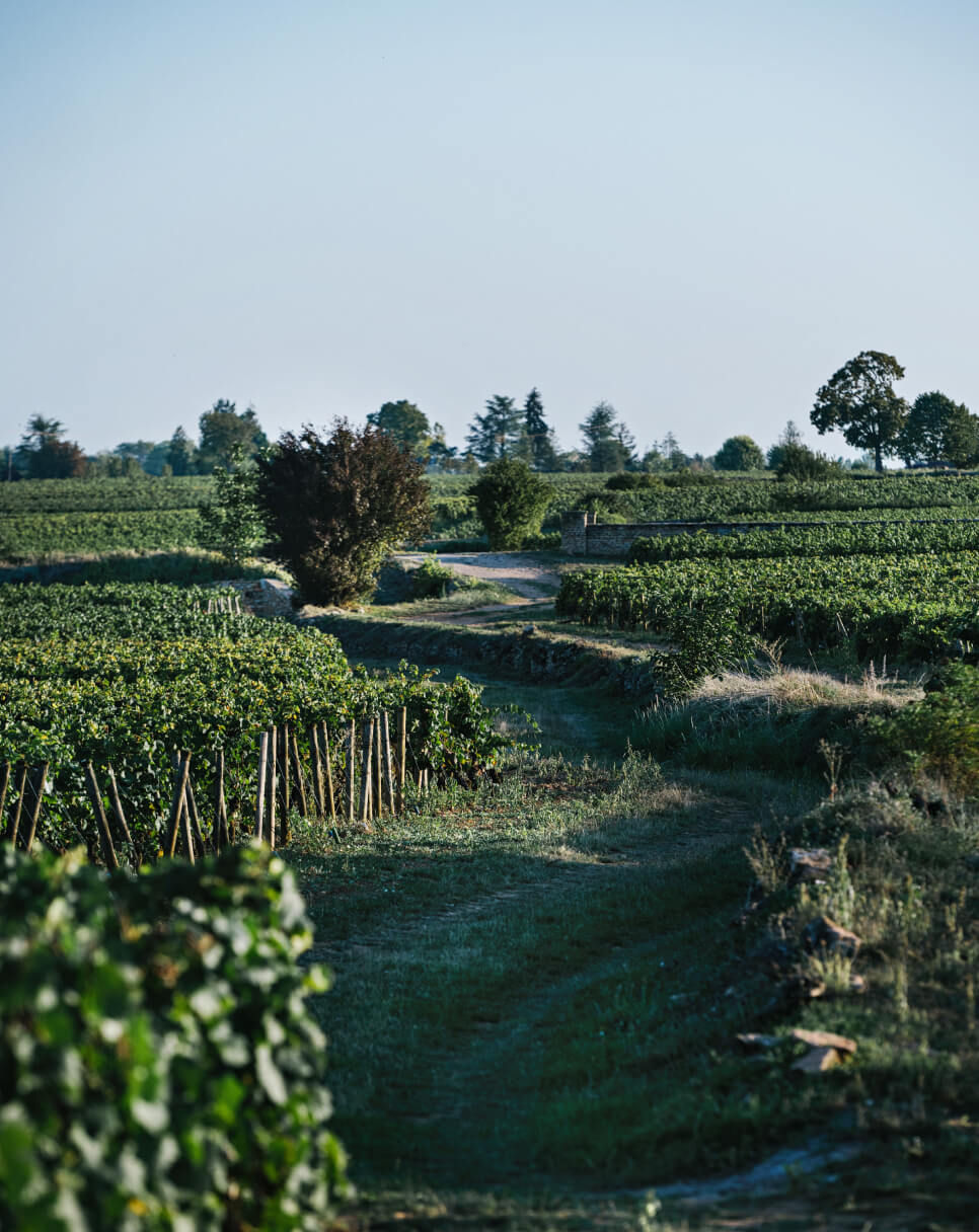 Domaine Chanson Pere et Fils
