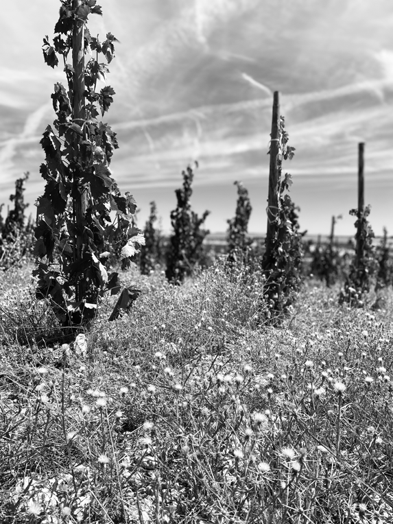 Bodegas Felix Callejo