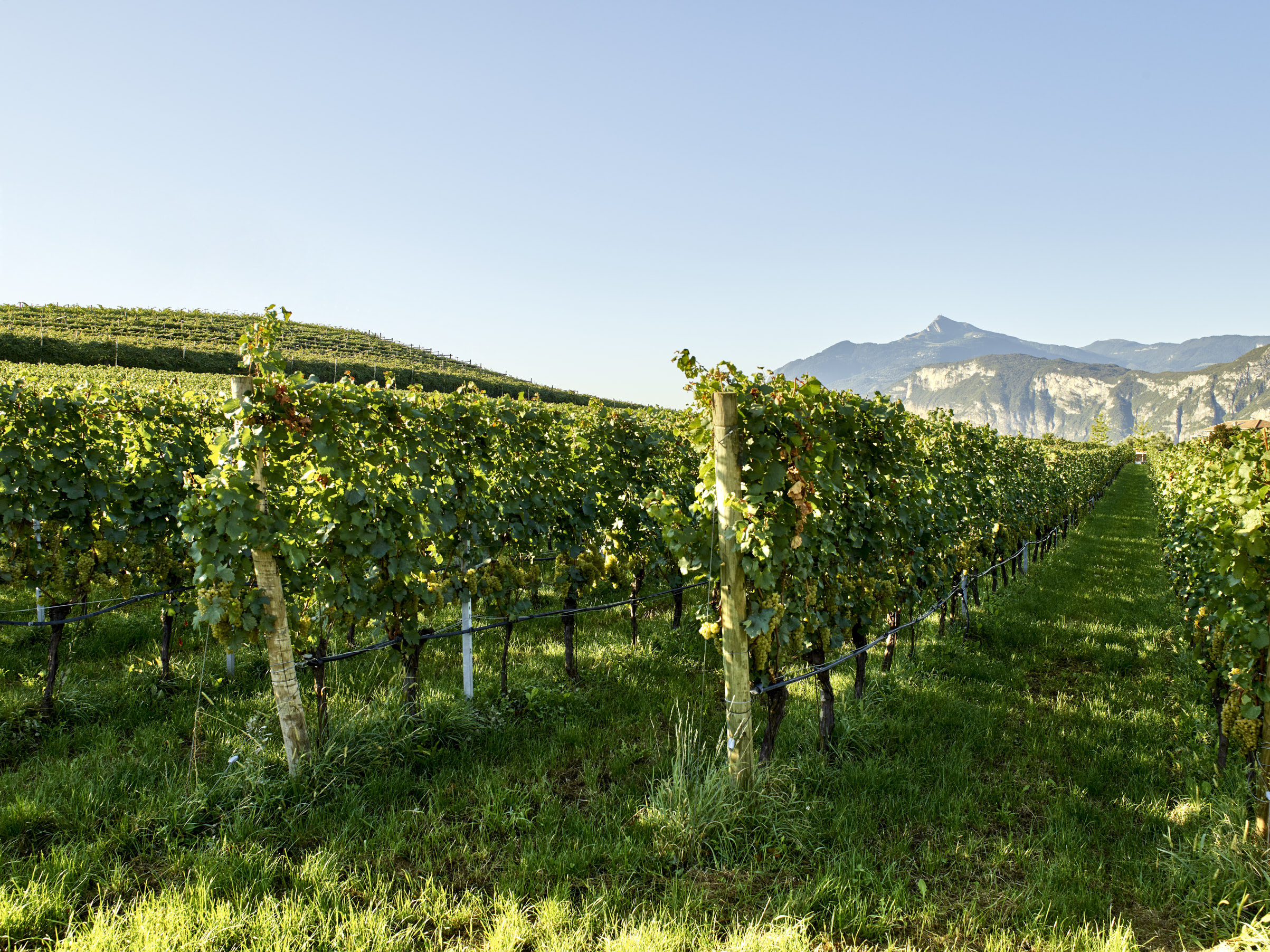 Cantina LaVis