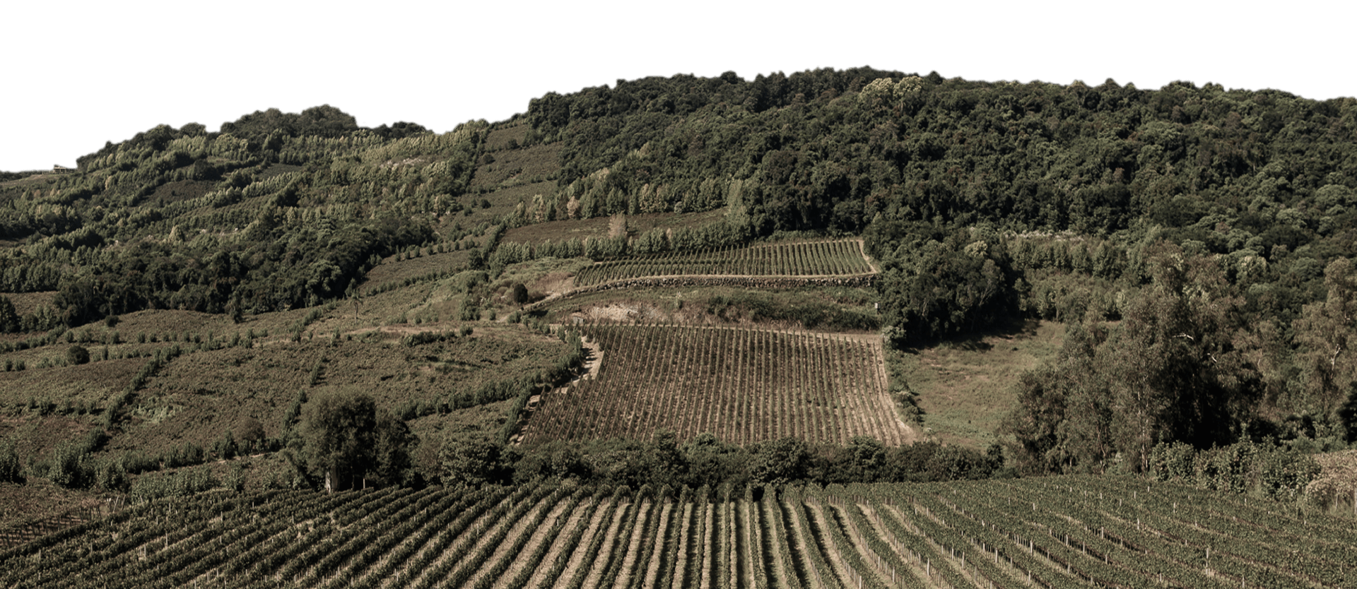 Casa Valduga Vinhos Finos LTDA