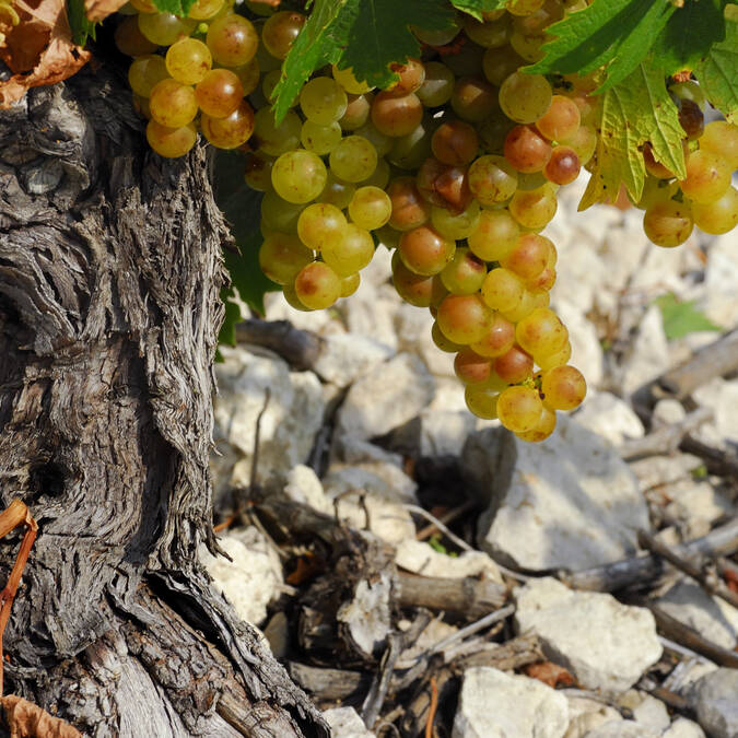 Domaine Saint-Georges d'Ibry
