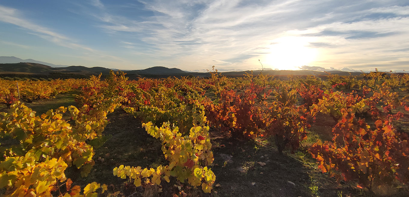Bodegas Escudero