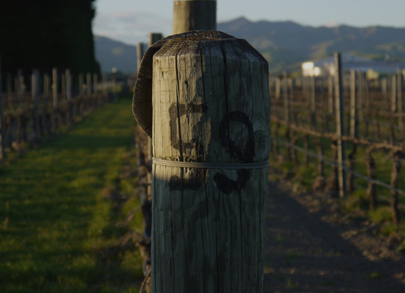 Walnut Block Wines