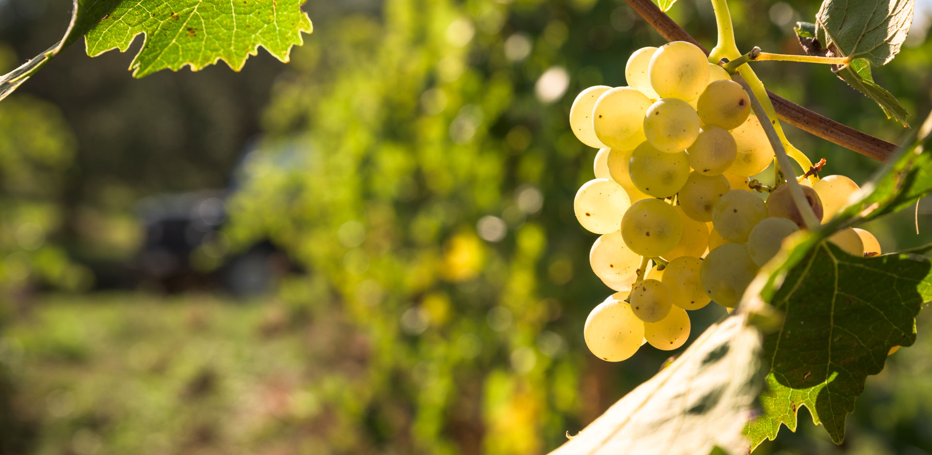 Tenuta di Bibbiano