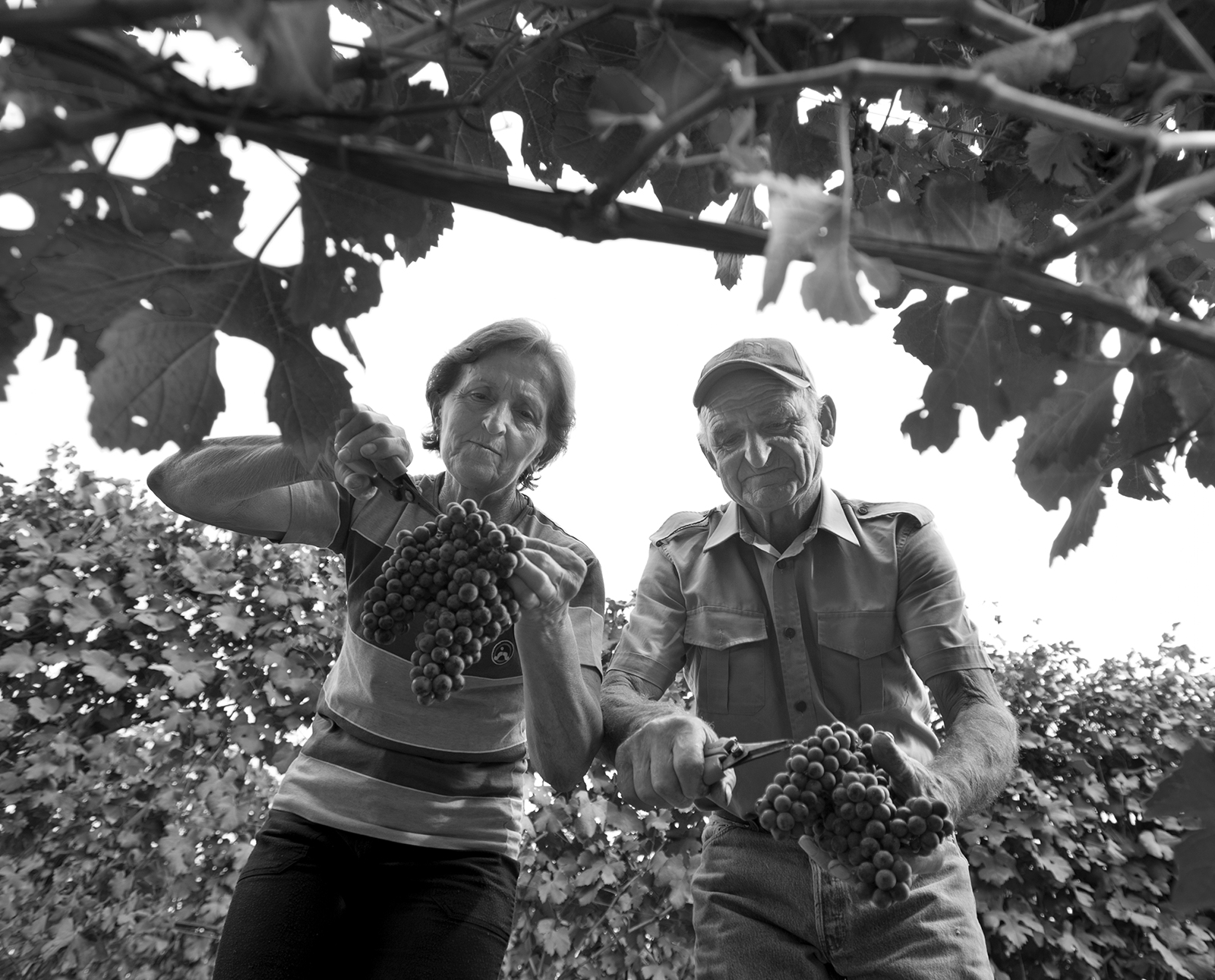 Azienda Agricola DANIELE PELASSA