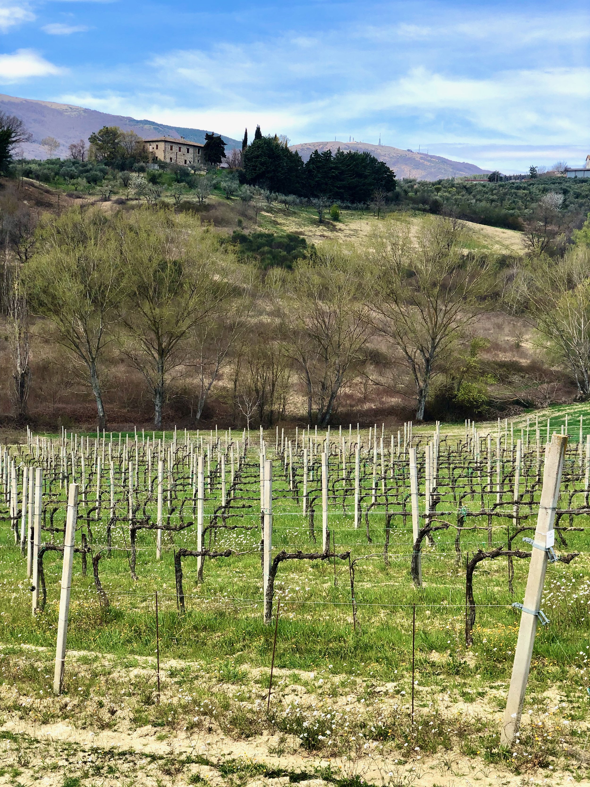 Poderi Cellario