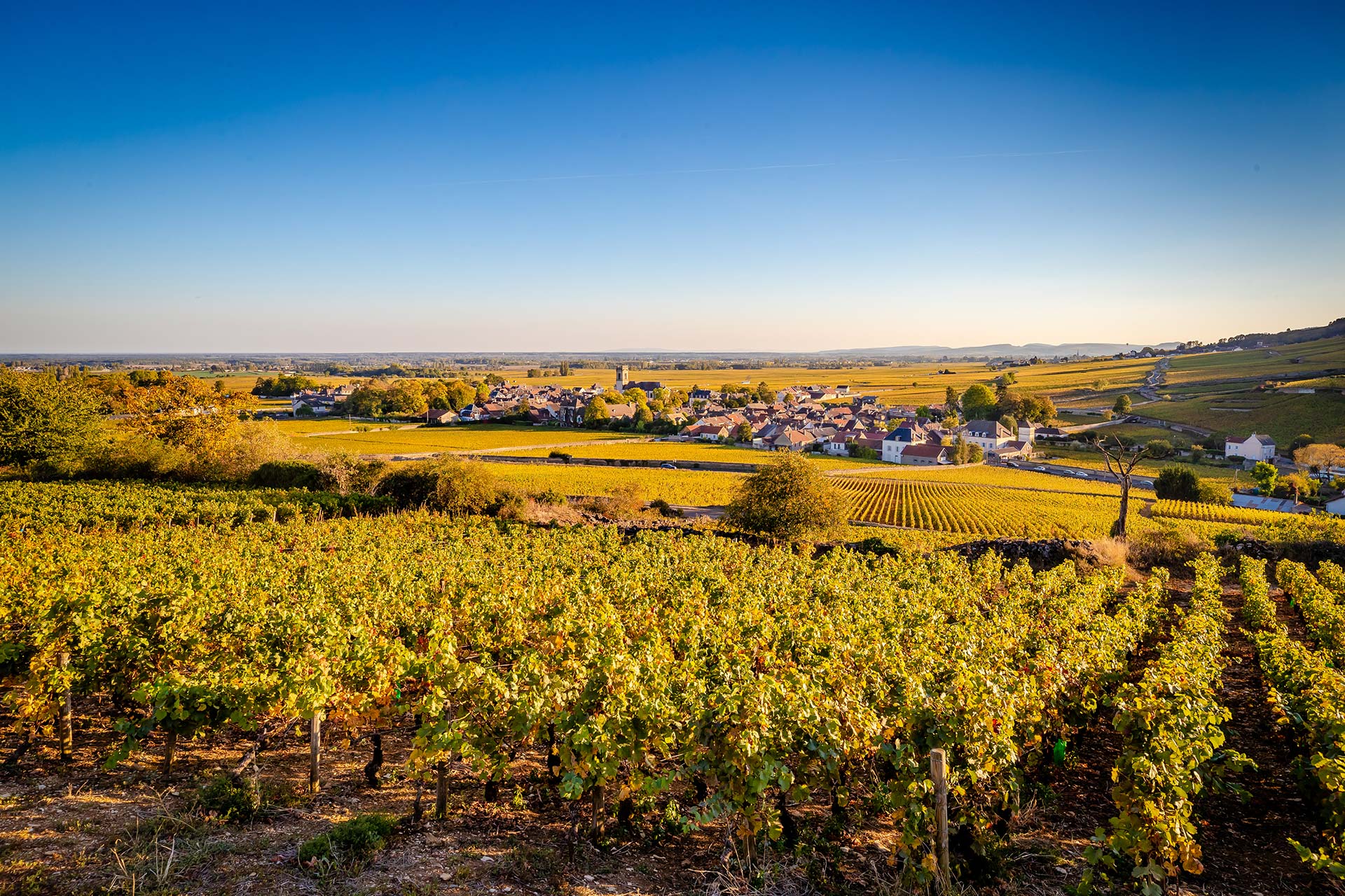 Domaine Georges Joillot