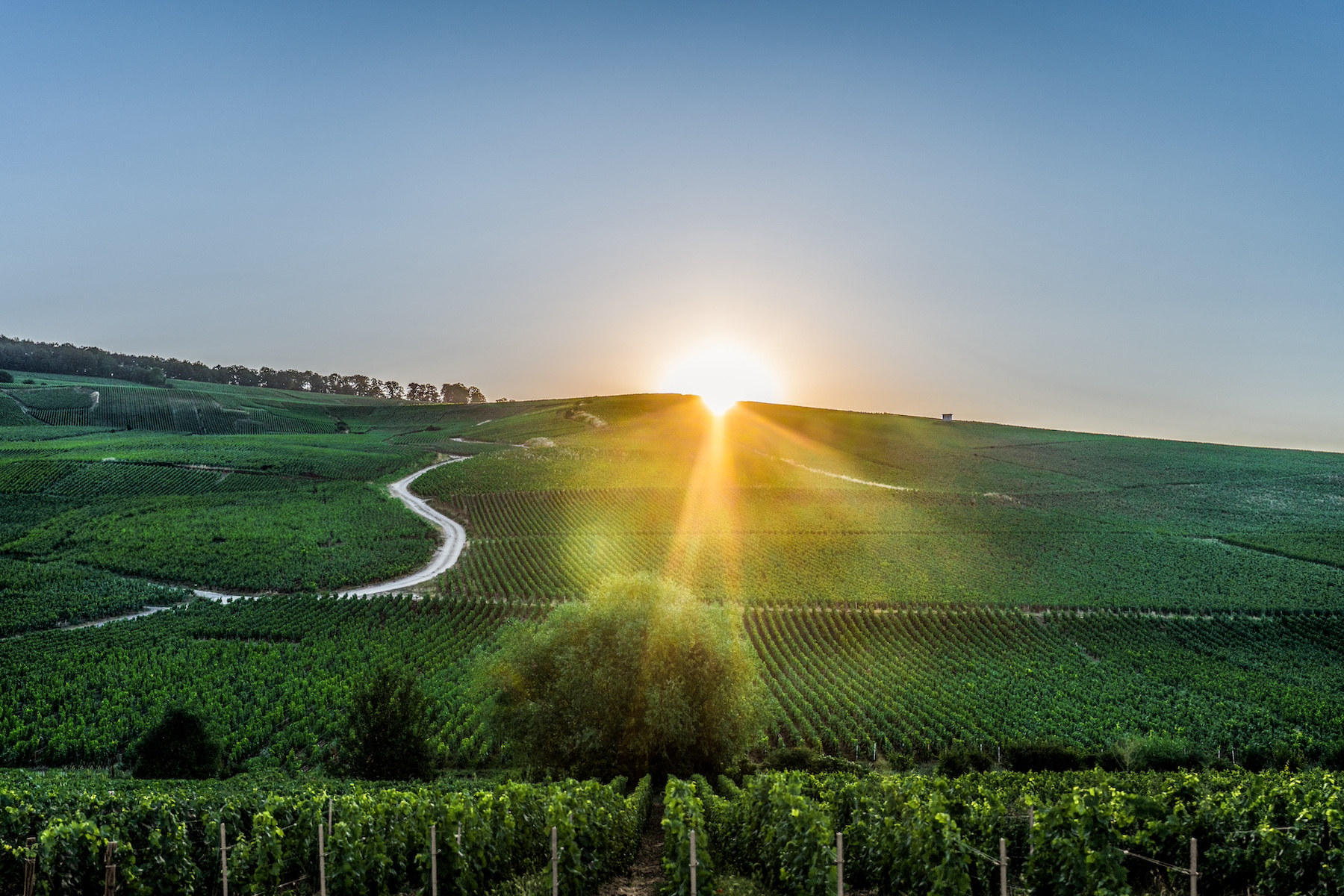 Piper Heidsieck