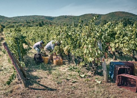 Artisans Vignerons de Naoussa