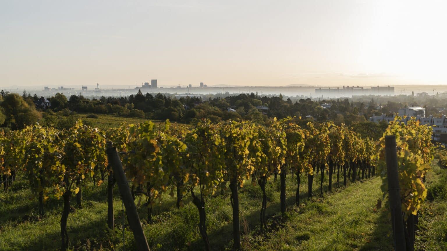 Weingut Zahel