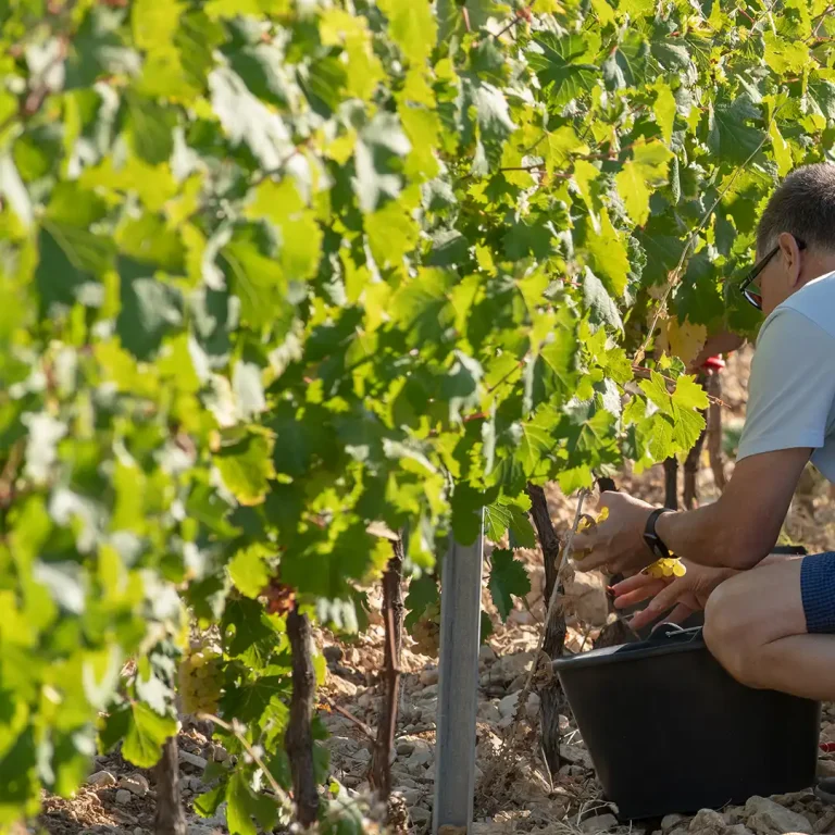 Domaine de Fontenille