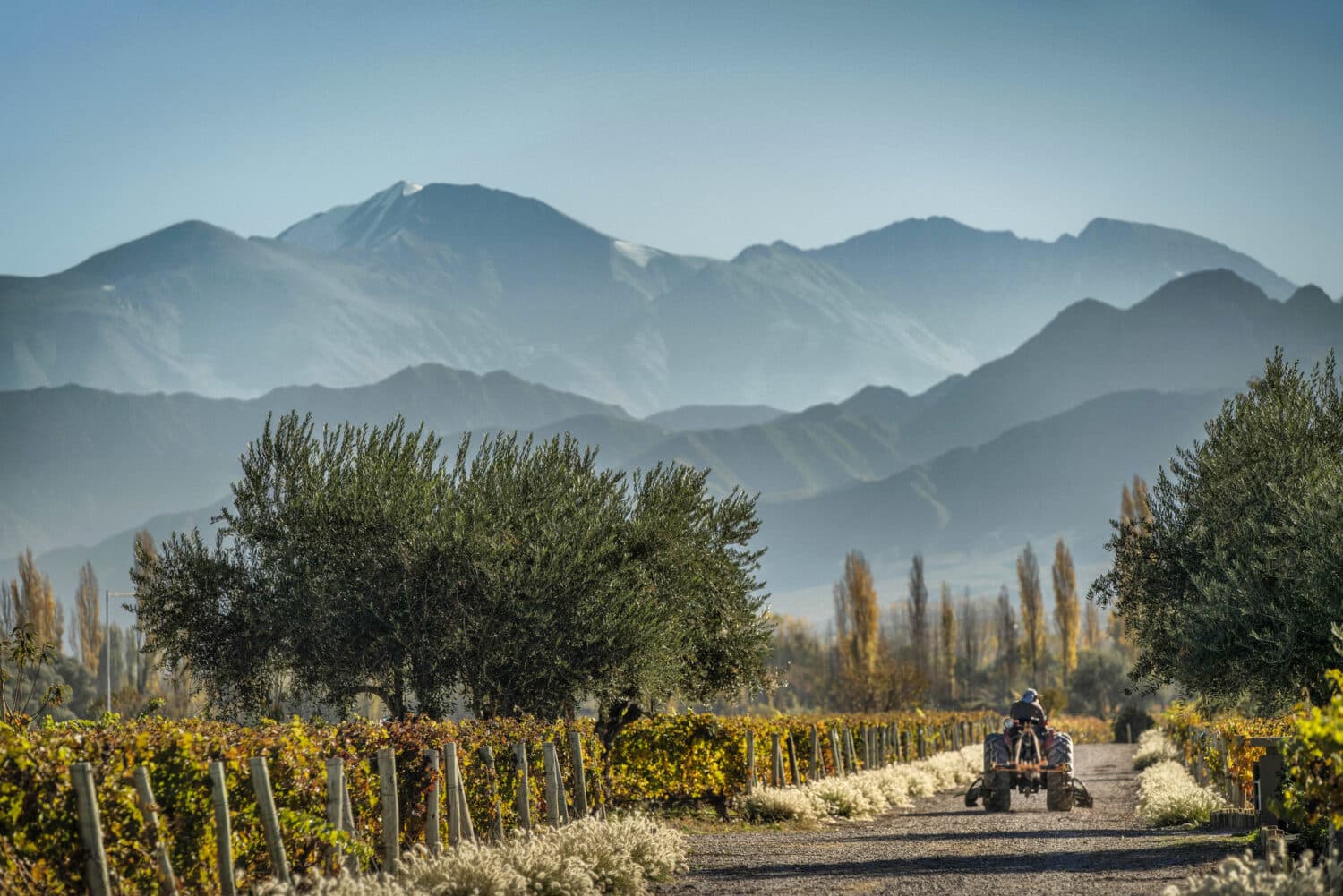 Cheval des Andes