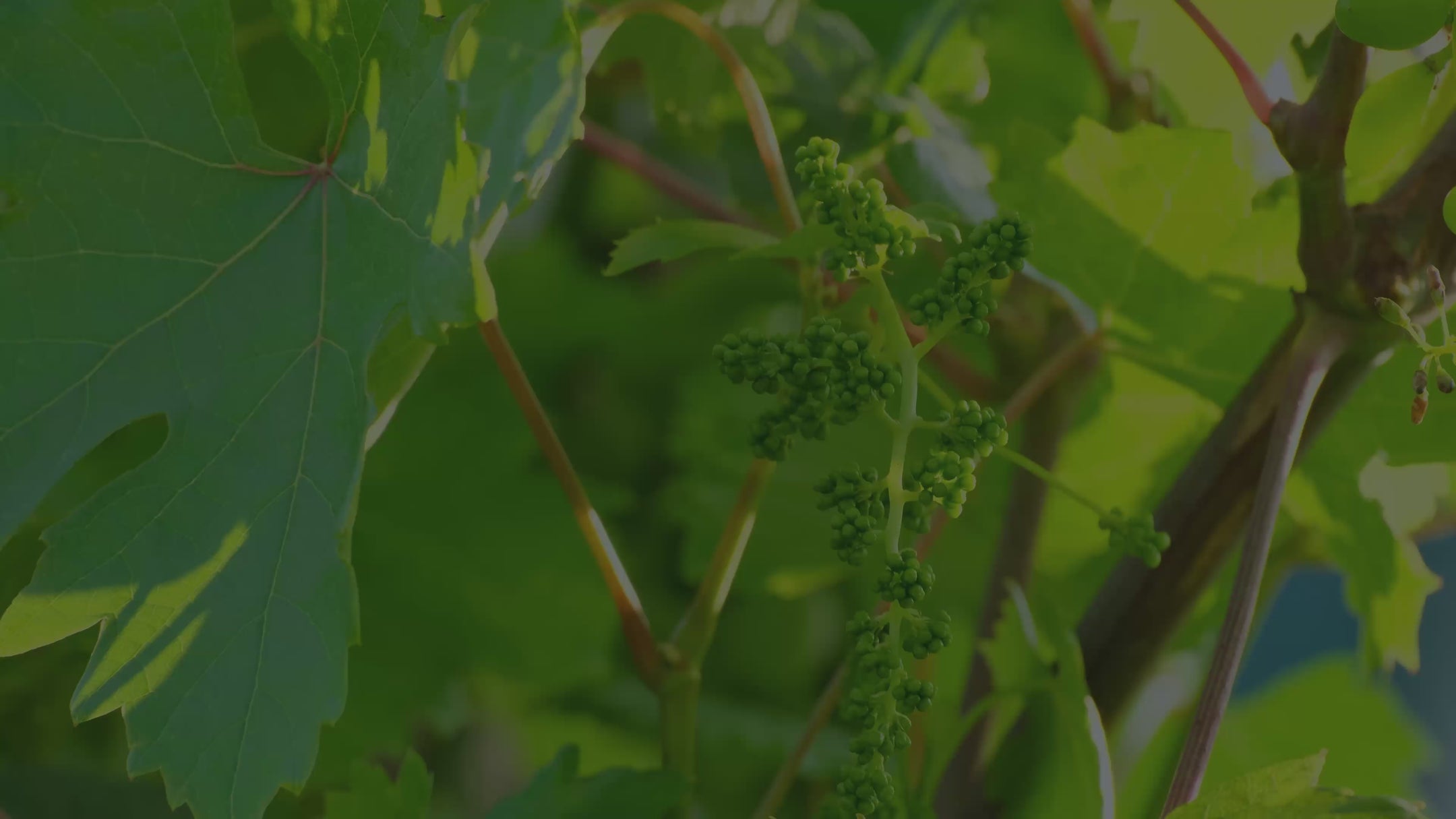 Domaine Mur-Mur-Ium Vignobles Pichon
