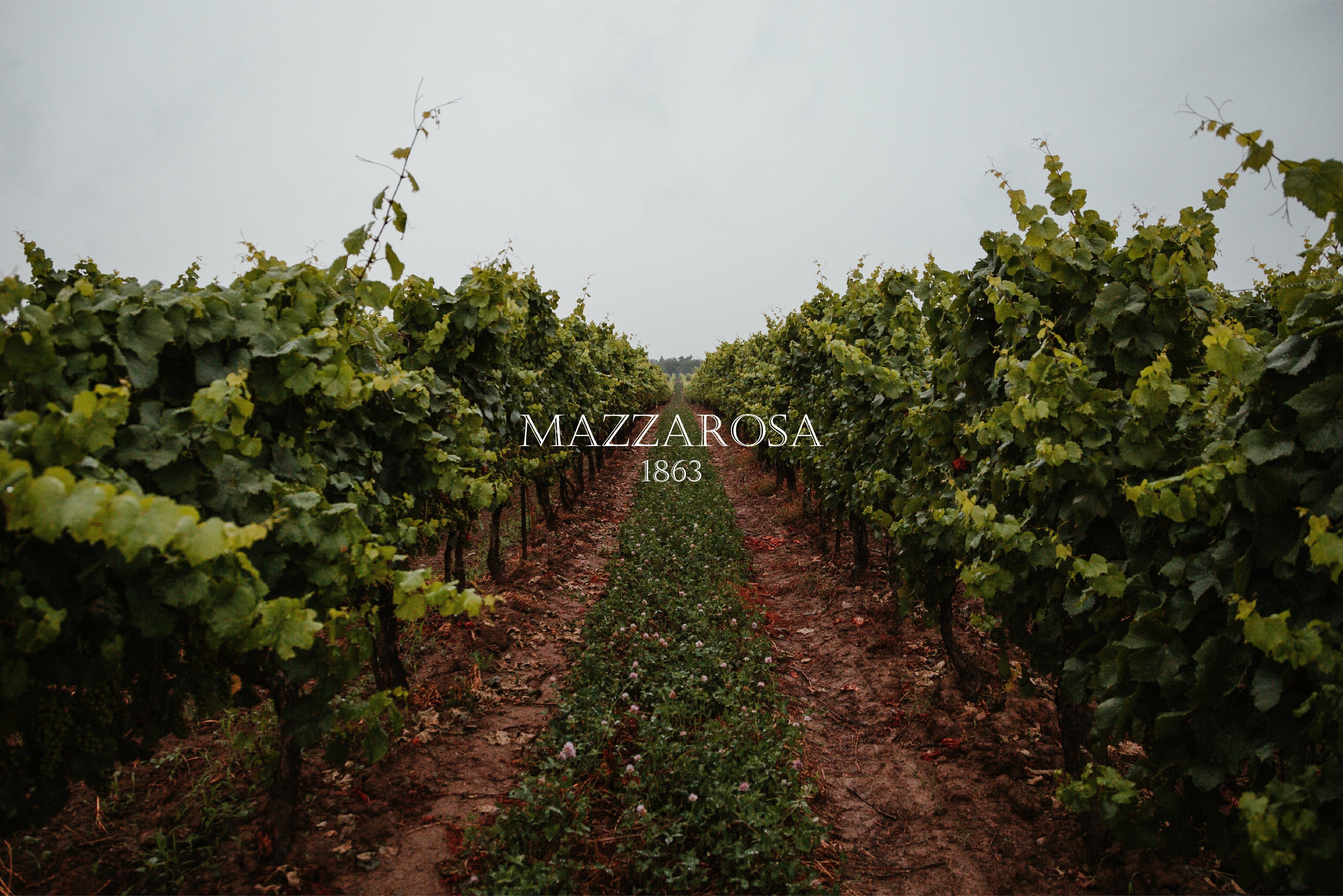 Azienda Agricola Mazzarosa Devincenzi