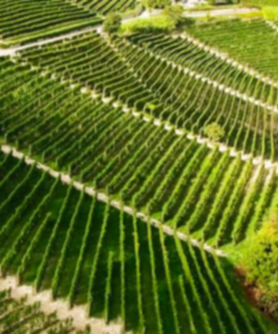 Monchiero Fratelli Azienda Agricola