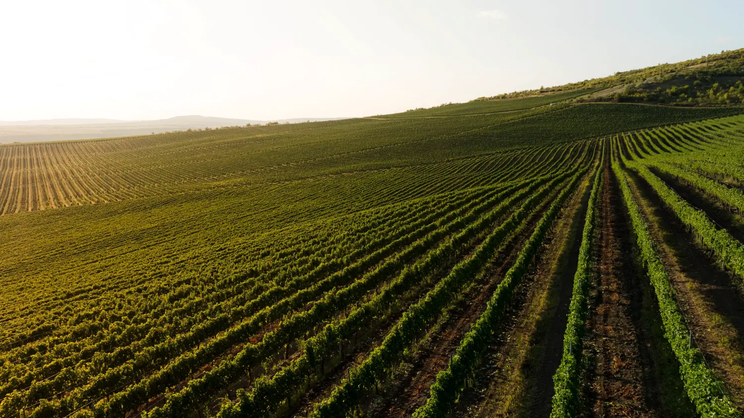 Weinland Rheingau EG