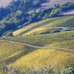 Cantina Di Ruscio Srl