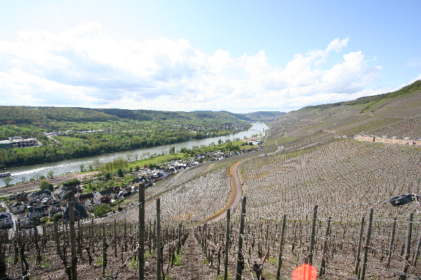 Weinhandlung Max Ferd richter