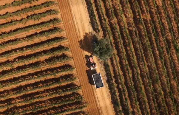 Cantine Settesoli